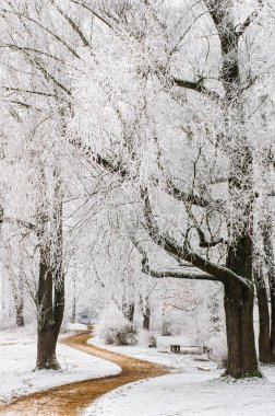 Ağaçları frost ile yol