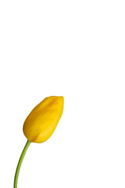 Tulipa Isolada Amarela Única Contra Fundo Branco — Fotografia de Stock