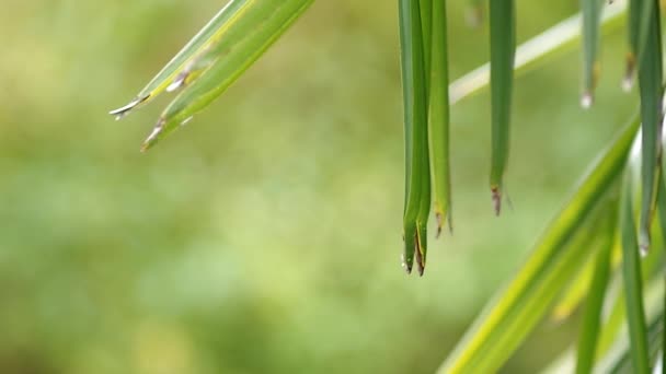 Las Gotas Lluvia Verano Caen Sobre Hojas Palma Verde 2019 — Vídeo de stock