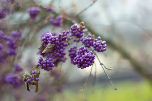 Callicarpa tak vol paarse bessen in de late herfst ondiep — Stockfoto