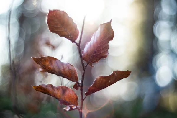 Невелика гілка з коричневим осіннім листям підсвічується на яскраве сонце — стокове фото