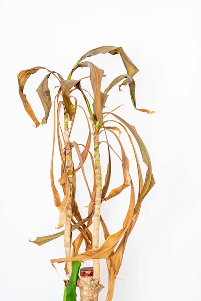 Dead and drying Dracaena massangeana house plant 3 stems with le