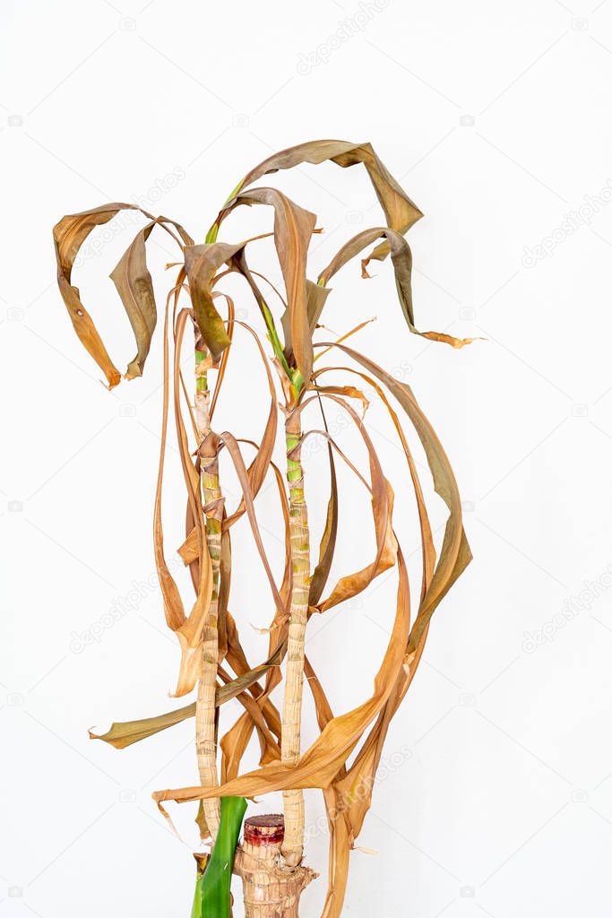 Dead and drying Dracaena massangeana house plant 3 stems with le