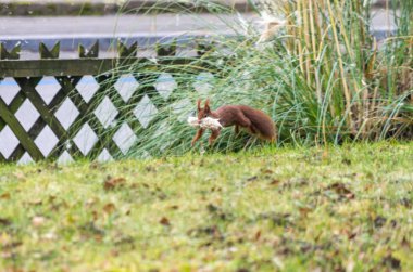 Common red Squirrel in a backyard running with reed in its mouth