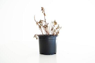 Small black plastic flower pot with a died out dried brown basil clipart