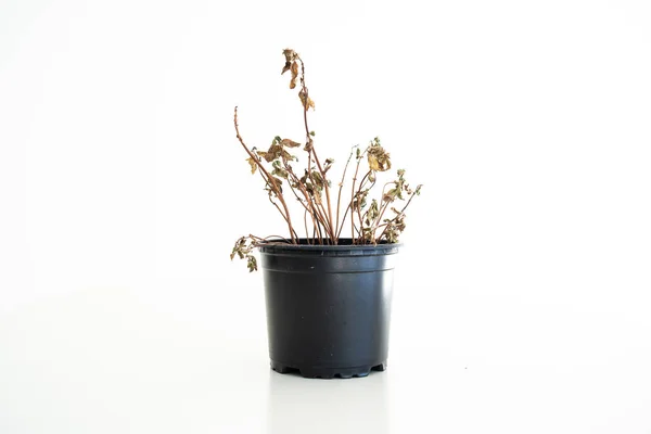 Malý černý plastový květináč s odumřelou sušenou hnědou bazalkou — Stock fotografie