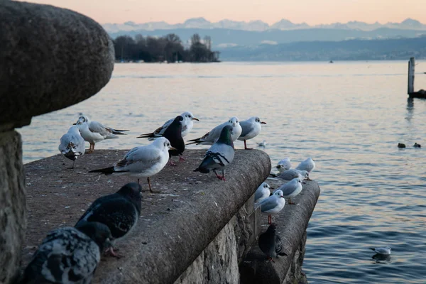 Bando de pombos e gaivotas sentados em concreto perto do lago Zuri — Fotografia de Stock