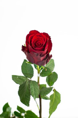 Single stem of Ecuadorian red rose half bloomed with green leave