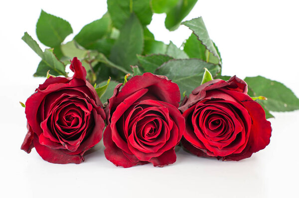 Three stems of Ecuadorian red rose half bloomed with green leave