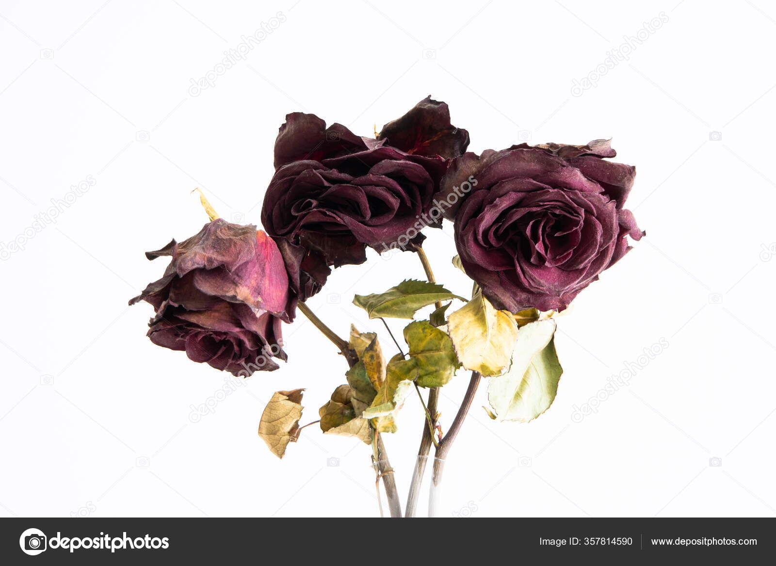 Stems Dried Out Dead Red Roses Close Frontal Shot Isolated Stock Photo
