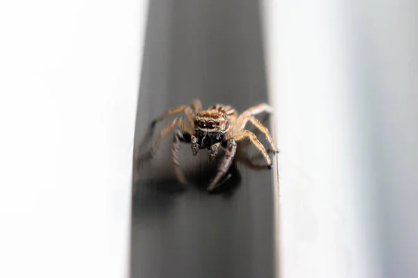 普通的小型跳楼蜘蛛在厨房窗户浅水区拍摄2020年野外特写 — 图库照片