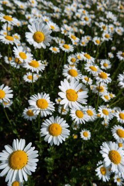 2020 yazının başlarında çimenli bir tarlada çiçek açan papatya çiçeği tarlası.