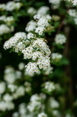 Küçük beyaz çiçekli Yarrow çiçekleri yaz başında bir dalın üzerinde yakın çekim alanı 2020 'nin sığ derinliği