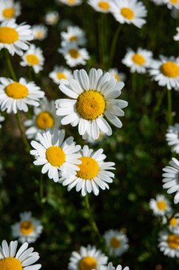 2020 yazının başlarında çimenli bir tarlada çiçek açan papatya çiçeği tarlası.