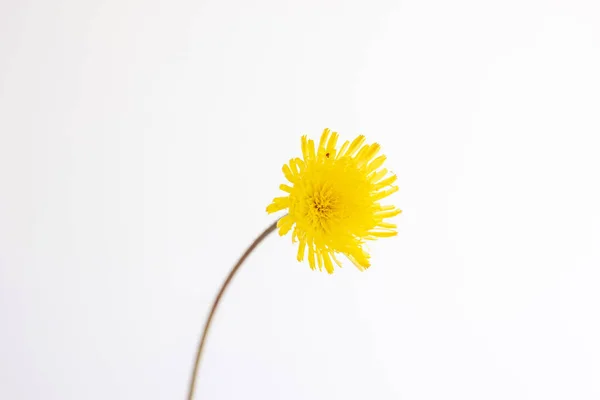 Haste Única Amarelo Florescido Dandelion Close Tiro Isolado Branco 2020 — Fotografia de Stock