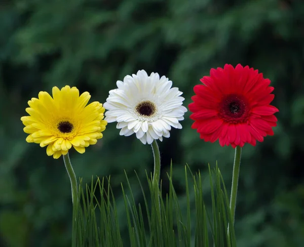 Três Hastes Flores Coloridas Florescidas Gerbera Vermelho Branco Amarelo Vista — Fotografia de Stock