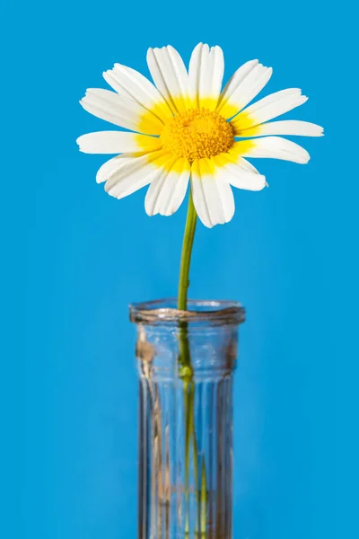 Flower in a vase on a blue background.