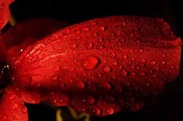 Flor Vermelha Com Gotas Água — Fotografia de Stock