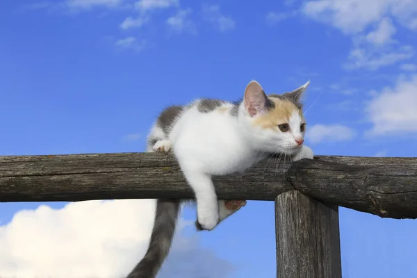 Miután a többi aranyos cica — Stock Fotó