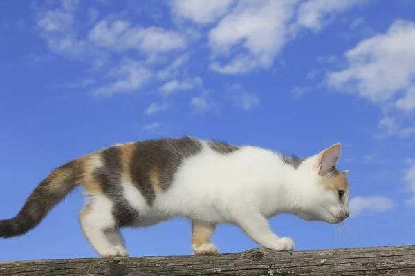 Schattige kat lopen Stockfoto