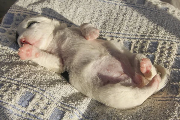 Cute newborn puppy girl belly up sleeping — Stock Photo, Image