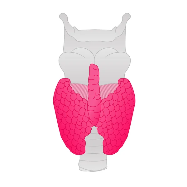 Ilustración de la glándula tiroides — Vector de stock