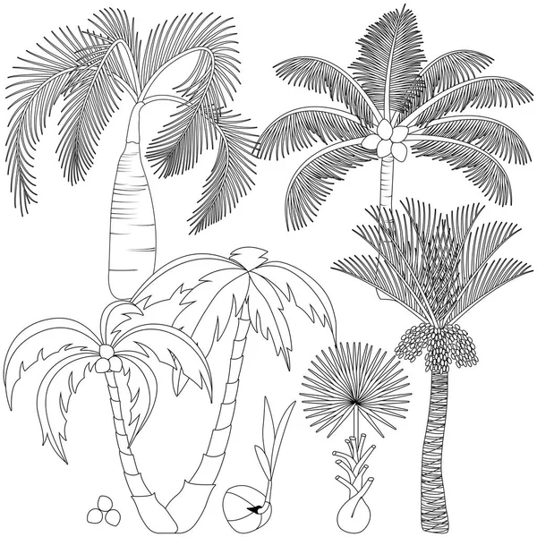 Beyaz arka plan üzerinde izole palmiye ağaçları kümesi. Güzel vektör — Stok Vektör
