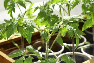 Genç domates fidesi tencere
