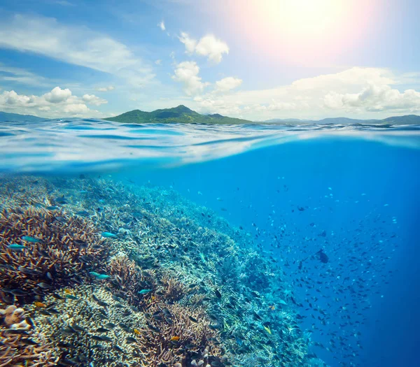 Velký korálový útes v tropickém moři pozadí ostrov — Stock fotografie