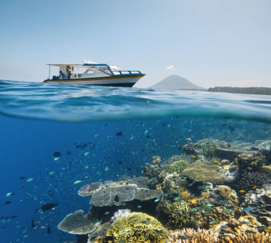 Divers views coral reef with many fish near Bunaken island, Indo clipart