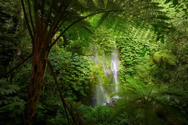 Beautuful waterfall in jungle tropic rain forest. — Stock Photo, Image