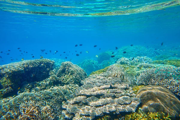 Muchos peces pequeños por encima de arrecife de coral beato . — Foto de Stock