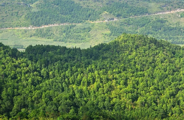 Vackra levande bakgrund bestående natursköna träd av r — Stockfoto