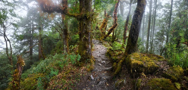 Panoramablick auf Regenwald in den Bergen mit Wanderwegen. — Stockfoto