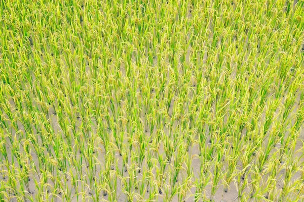 Vista superior do campo com o arroz jovem . — Fotografia de Stock