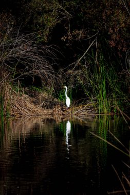 Beyaz ak balıkçıl (renk)