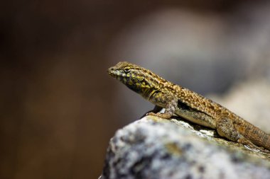 yaygın duvar kertenkele