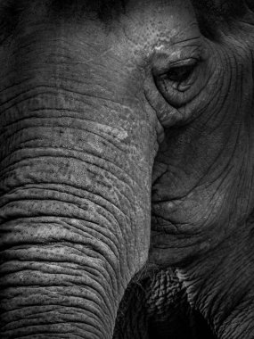 Bir fil portresi kapatın