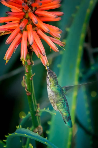 Beija-flor em voo — Fotografia de Stock