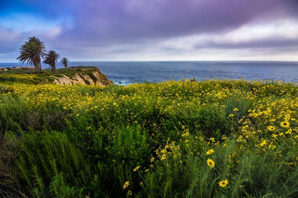 Rancho Palos Verdes Super floración — Foto de Stock