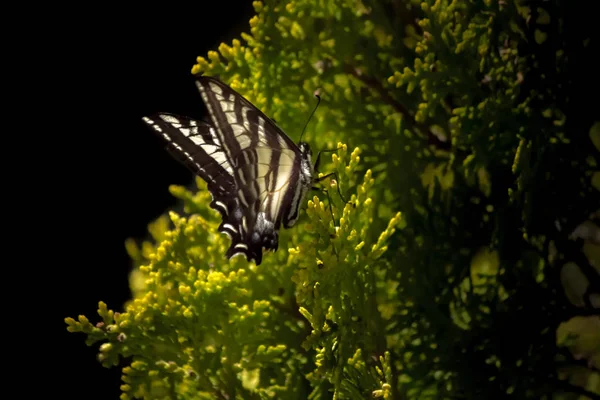 Borboleta monarca branca — Fotografia de Stock