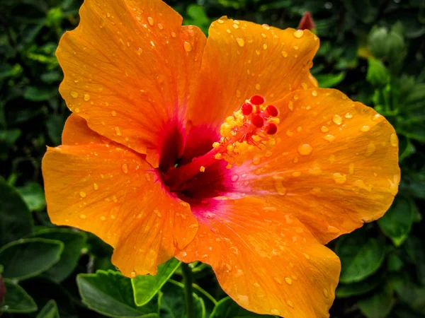 Turuncu hibiscus çiçek