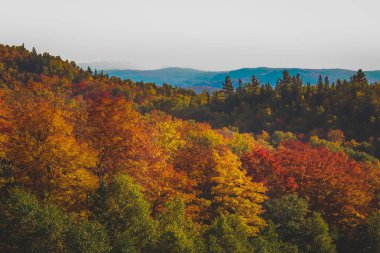 Mont Tremblant sonbahar yaprakları