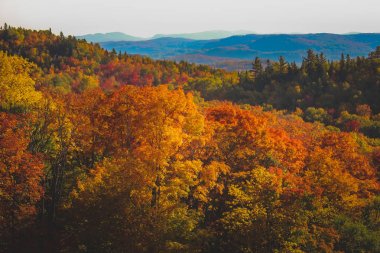 Mont Tremblant sonbahar yaprakları