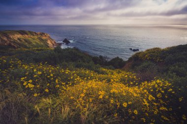 Rancho Palos Verdes Super Bloom