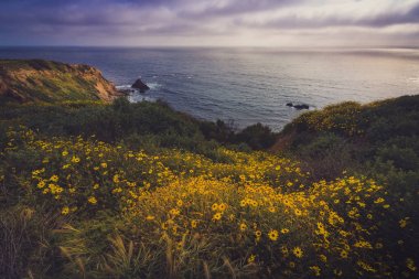 Rancho Palos Verdes Super Bloom