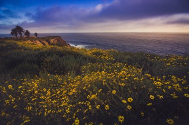Rancho Palos Verdes Super Bloom