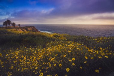 Rancho Palos Verdes Super Bloom