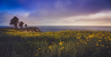 Rancho Palos Verdes Super Bloom