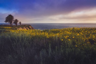 Rancho Palos Verdes Super Bloom
